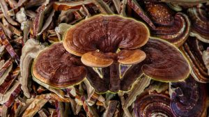 Ganoderma Lucidum: o cogumelo da longevidade e o guardião da nossa energia vital. Conhecido como Ling Zhi na China e Reishi no Japão.